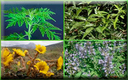 Herbes i plantes naturals